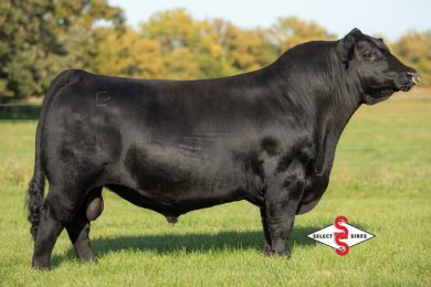 Baldridge Gibson G859