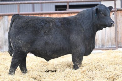 Basin Black Label 3245