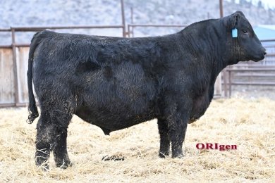 Basin Pay It Forward 3150