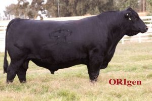 Basin Rainmaker 4404