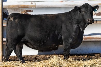 Bear Mtn Bailiff 3603