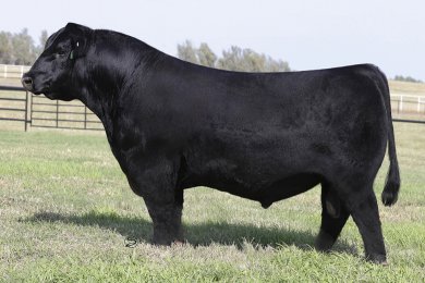 BRDG Mahogany Prime 904B