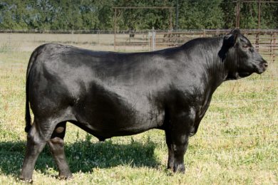 Byrd Bullseye 1186-A100