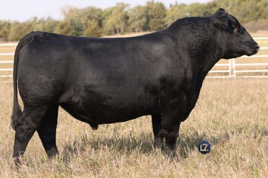 Byrd Fault Free 6276-2531