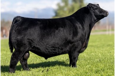 Cardinal Warranty 901J