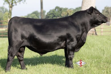 Circle G Memphis M014B