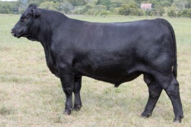 DBA Noble Ruler 4615