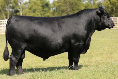 Deer Valley Margin Call 4342