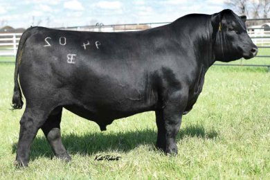 E &amp; B Wildcat 9402