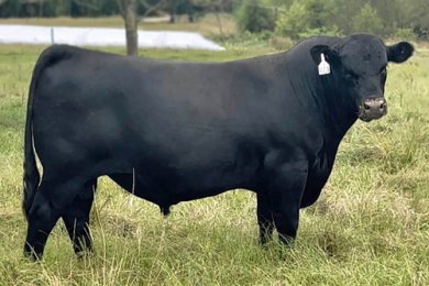 FF Rito Hustler 1B69