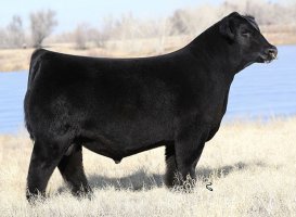 Gateway Follow Me F163