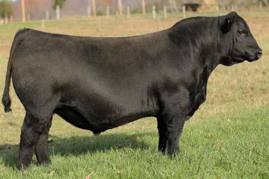 HF Ringo 338 of 9509