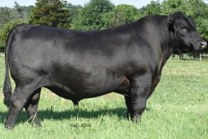 K C F Bennett Summation