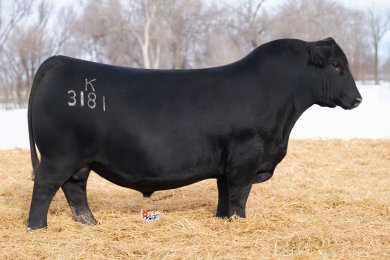 Koupals B&amp;B Diverse 3181