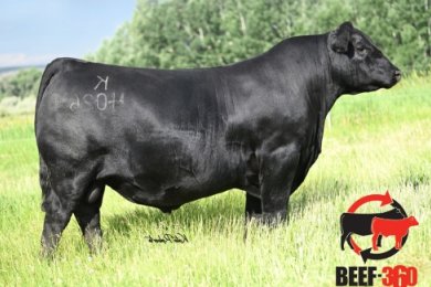 Bull photo
