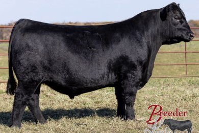 Kraye Big Country 0179