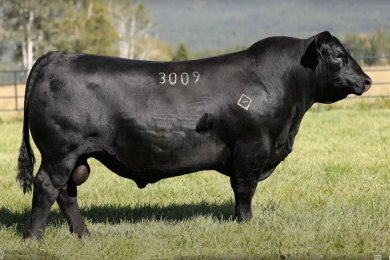 Montana Leverage 3009