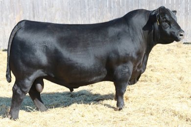 Musgrave Cullinan 2424