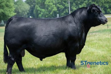 Seldom Rest Next Move 1133