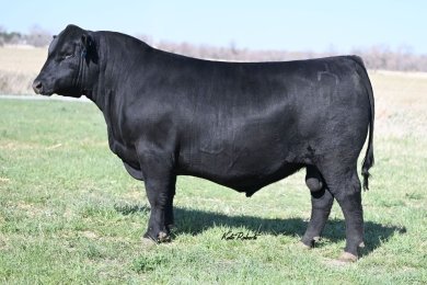 Sitz Dignity Mtn 596L