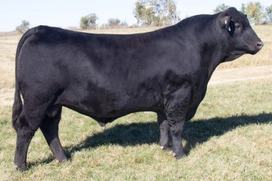 Smith Valley Jeremiah 3110