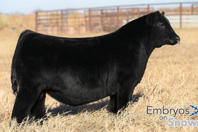 UDE New Heights 62/87