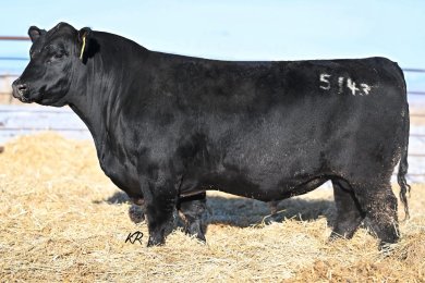 VDAR Black Gold 5143