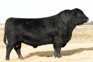 Vermilion Bomber G017