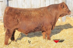 Bieber Spartacus A193