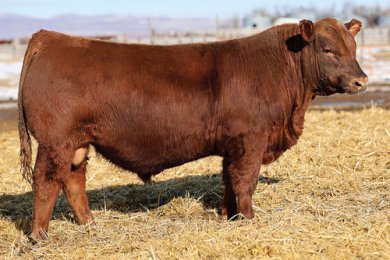 Feddes Eastwood 3284