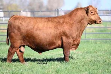 LSF SRR Top Gun 1013J