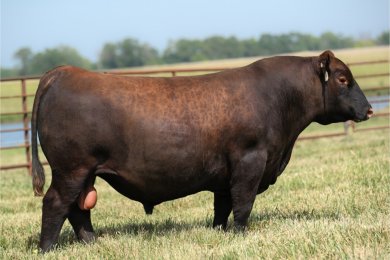 MCL Night Moves 3015