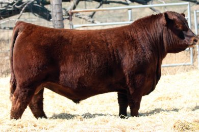 Red Six Mile Mossy Oak 175H