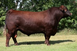 Red Ter-Ron Reload 703T