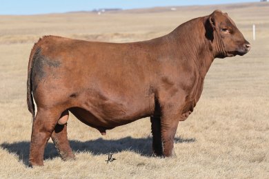 ROSE WEBR Powerglide 2109