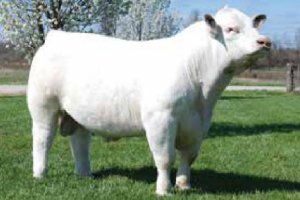 Big Creek Game Changer 192 PET