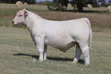 LJR MR Bad Hombre 2373E ET