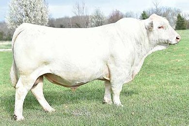 LT Rushmore 8060 PLD