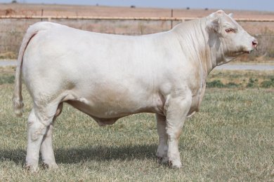 RCR Counting Up 1332 P