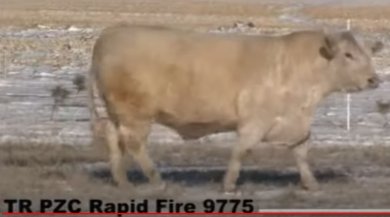 TR PZC Rapid Fire 9775 ET