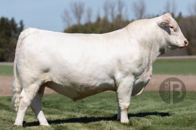 Vierra Abundance 90678