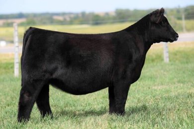 Cardinal Crossover 236J