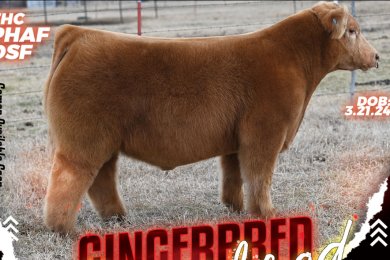 Gingerbred