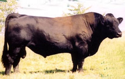 Majors Money Man 673J