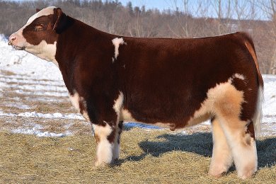 Man Among Boys (clone)