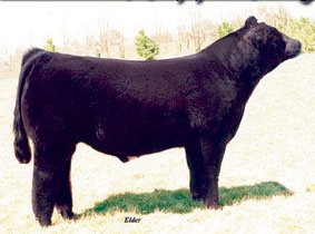 Nutt N Butt Business