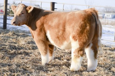 Yellow Fever (McIntosh)