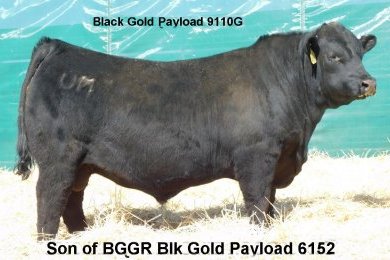 BGGR Blk Gold Payload 6152