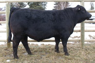 Danell Top Shelf 38K ET