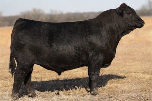 Over For Justice 217F